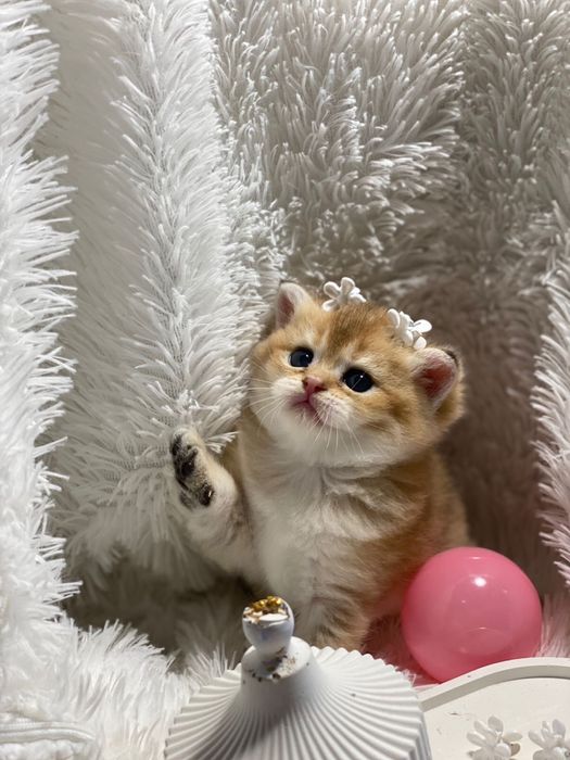 Шиншилловые  котятки