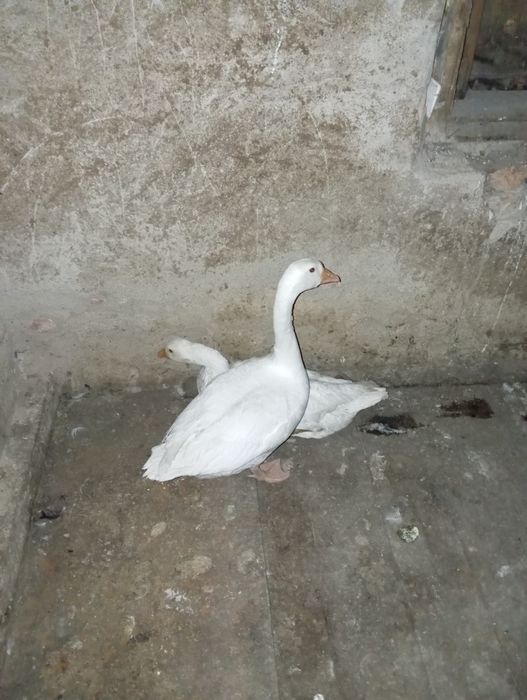 продам гусей линда