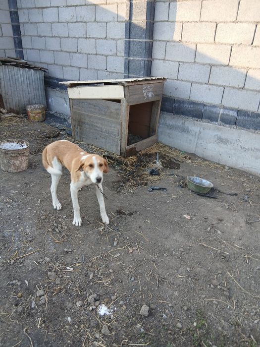 Продам щенка русской пегой гончей