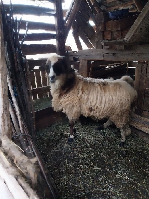 Vând berbecuț brez sau schimb cu o miala Breaza