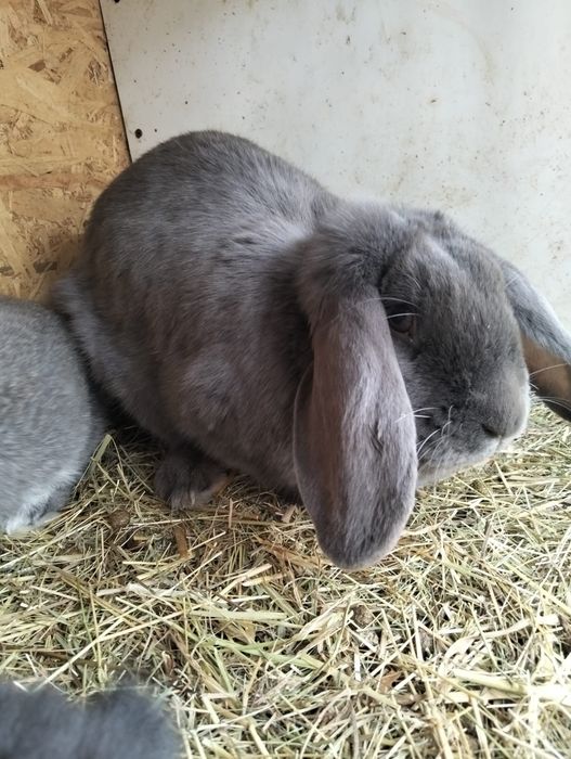 Vând  sau schimb iepuri berbec german