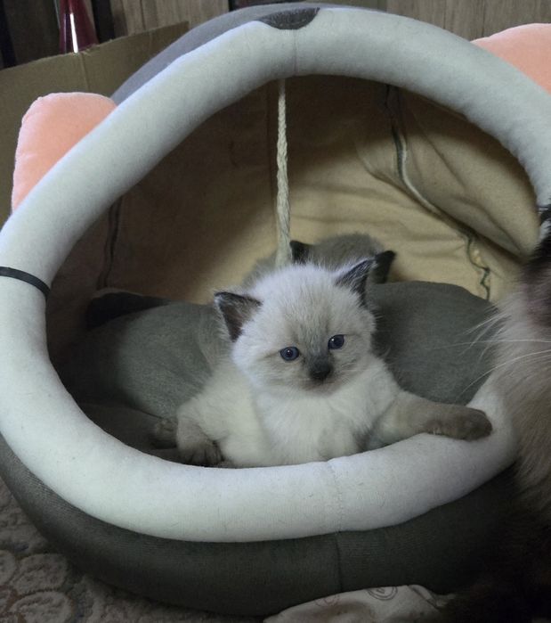 Продаются сиамские котята