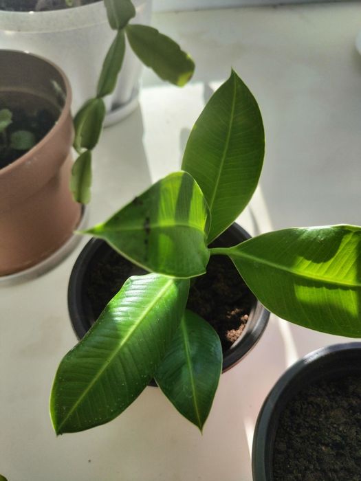 Продаю цветочки   комнатные