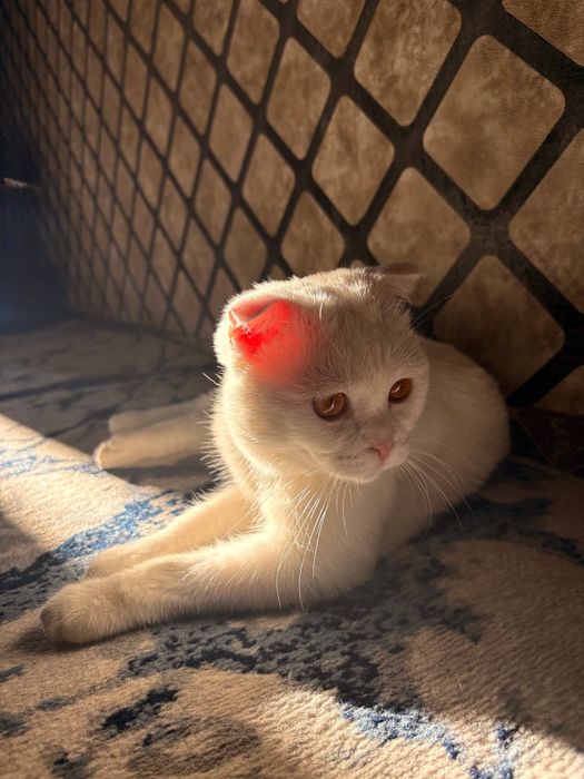 Кот для вязки кошек