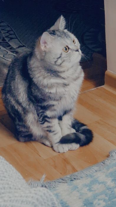 Кот на вязку жених