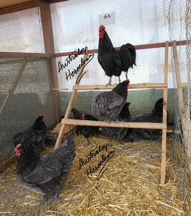 Oua pentru incubat Australorp Negru si Albastru