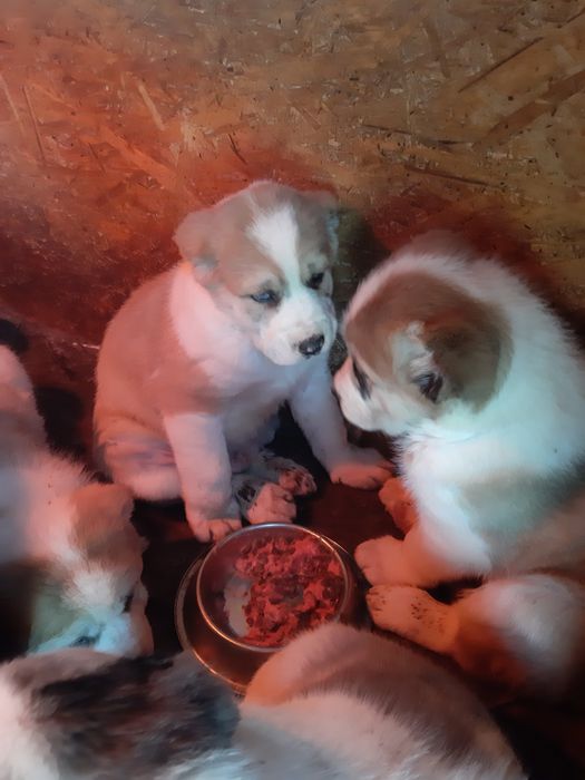 Алабаи. Чистокровные.