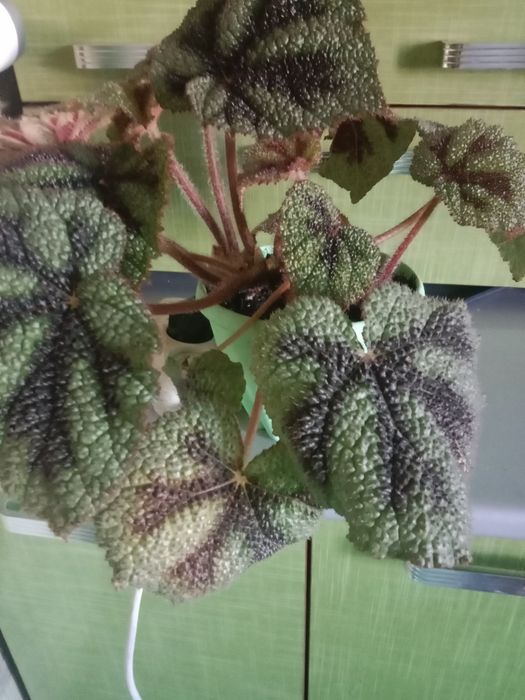 Цветок комнатный бегония