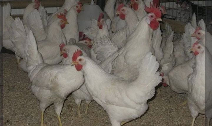 Продам курей белых