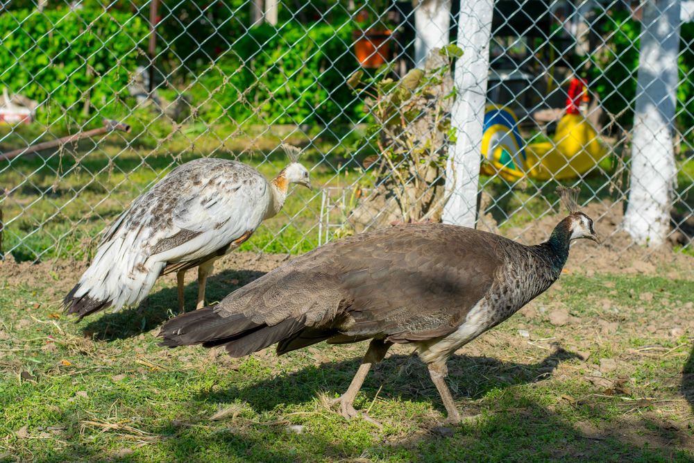 Пауни на 10 месеца