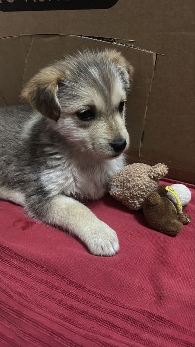 Щенок в хорошие руки щенки