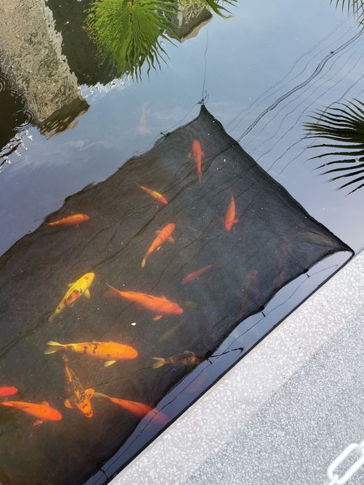 Crapi koi  si carasi puiet  și. maturi.. de la 4...40 cm