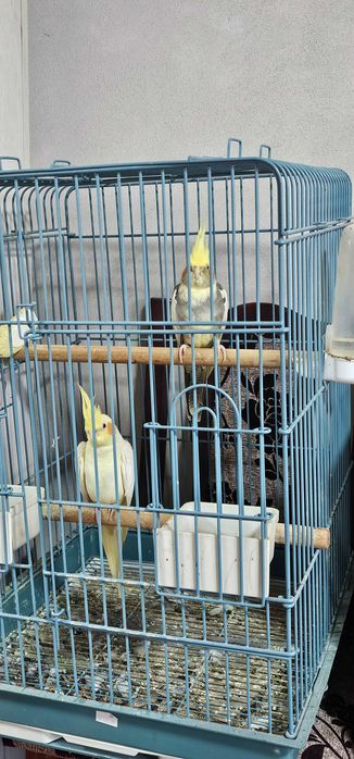 De vânzare Nimfe pereche vârsta 2 ani!