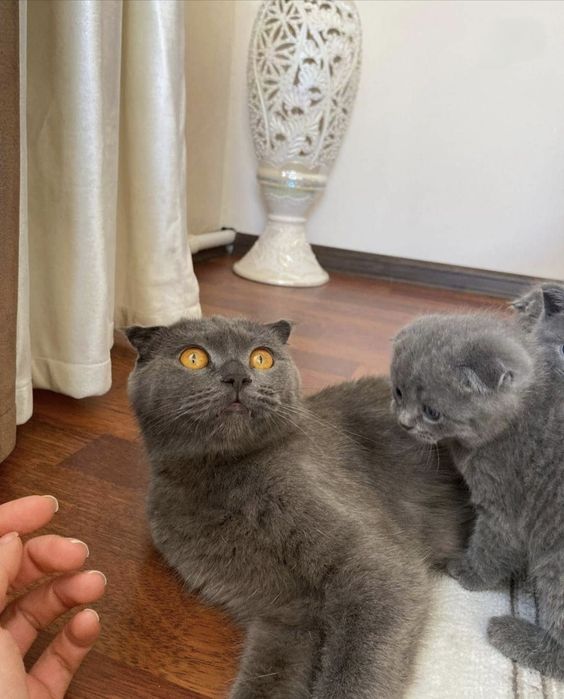 Вислоухие Шотландские котята