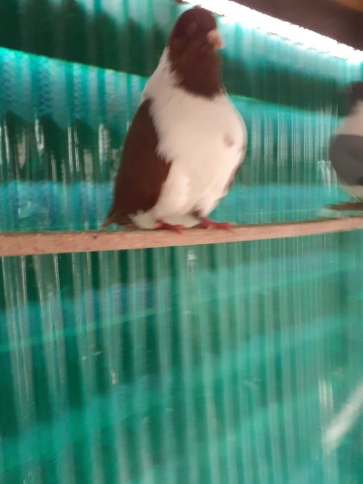 VAND Porumbei strasseri