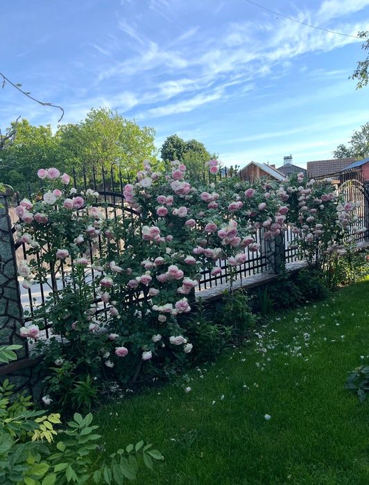 Trandafir urcator Eden Rose