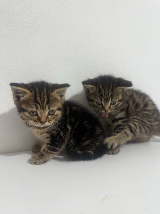 Британские котята