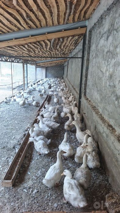 Продаются утки породы АДИГЕЛЬ.