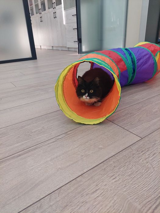 Котенок мальчик Ташкент