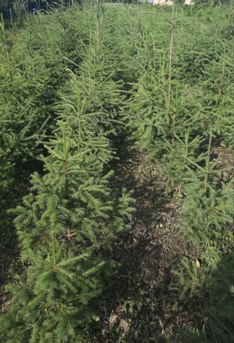 Brazi de nunta evenimente