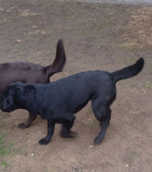 Девочка - лабрадор в ответственные руки