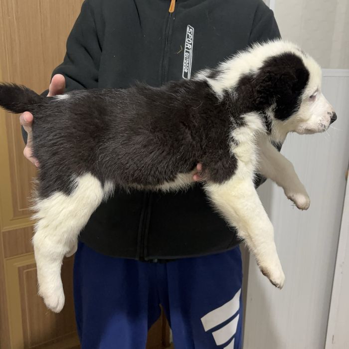 Продам щенки алабая