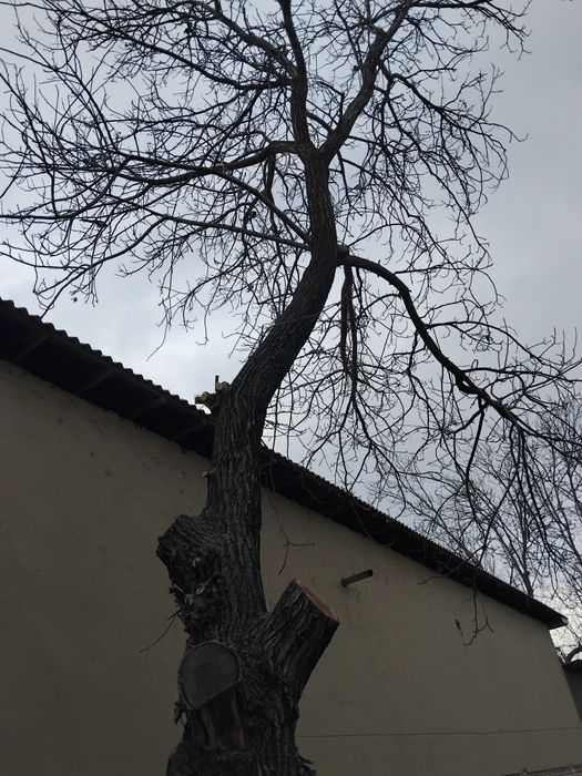 Yong'oq daraxti sotamiz.Juda qalin aylanasi2 metr buyi manimcha10 metr