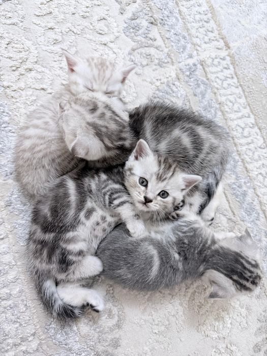 Продам котенка Британец