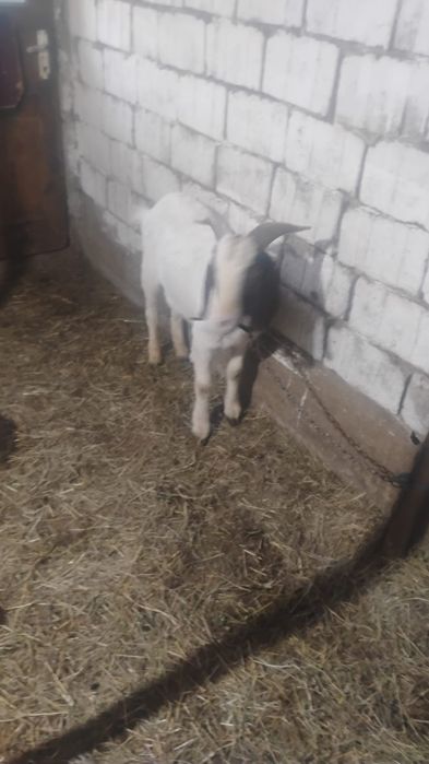 Vînd țap de rasă boer