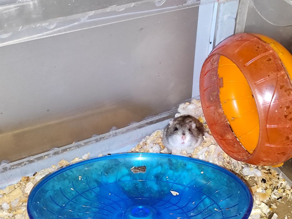 Продам хомяков джунгарики