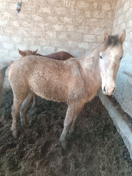 Семиз тойлар сотилади