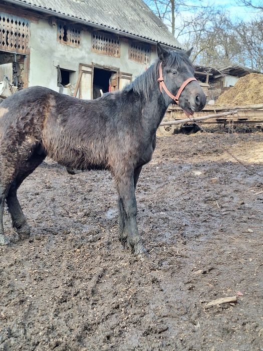 Vand manz de 11 luni