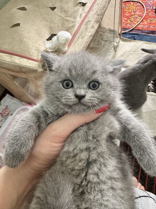Продаются котята голубого окраса