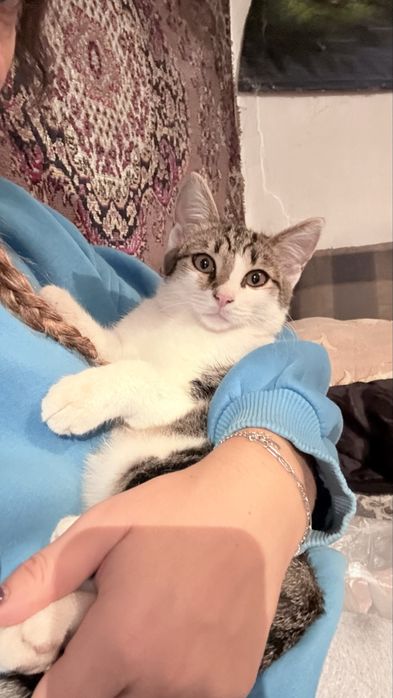 Отдам кошечку в хорошие руки