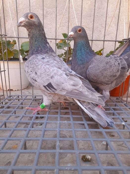 Porumbei voiajori colorați