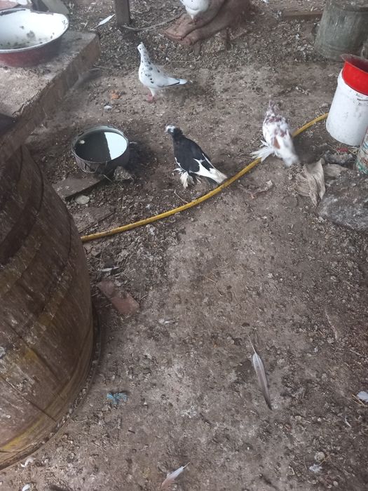 Vind porimbei uriasi maghiari side anul acesta si maturi pretu in prum