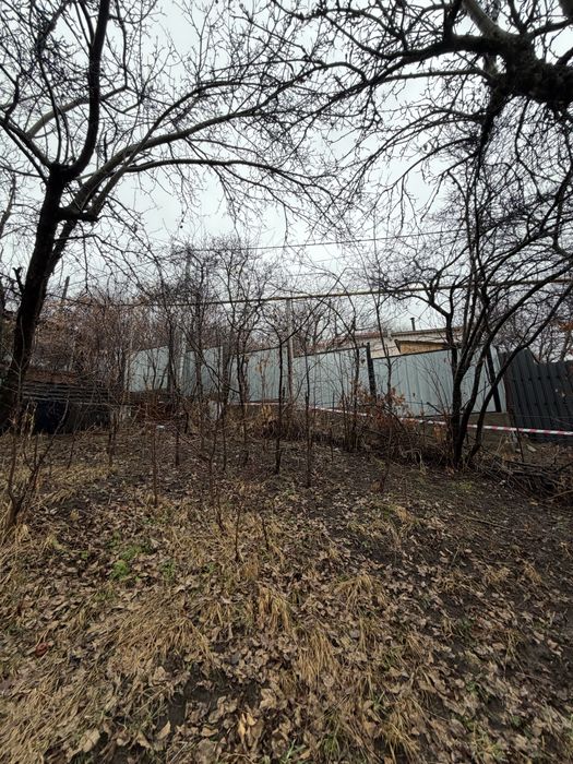 Слива, черешня деревья дерево бесплатно