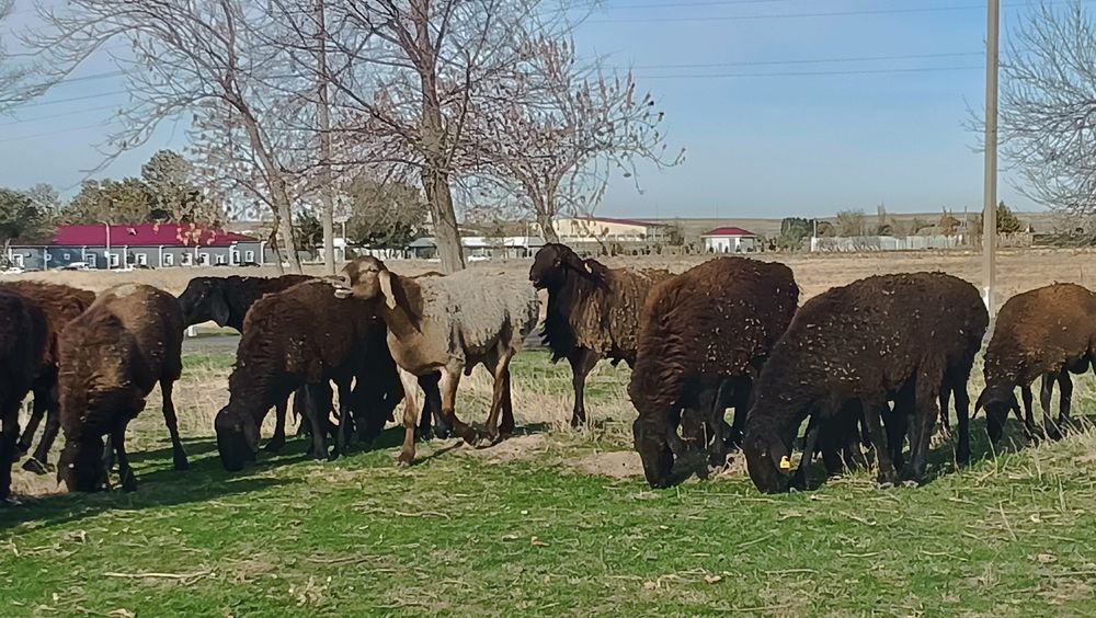 Qurbon hayiti munosabati bilan Hisori qochqor (nasildor, qurbonlik va