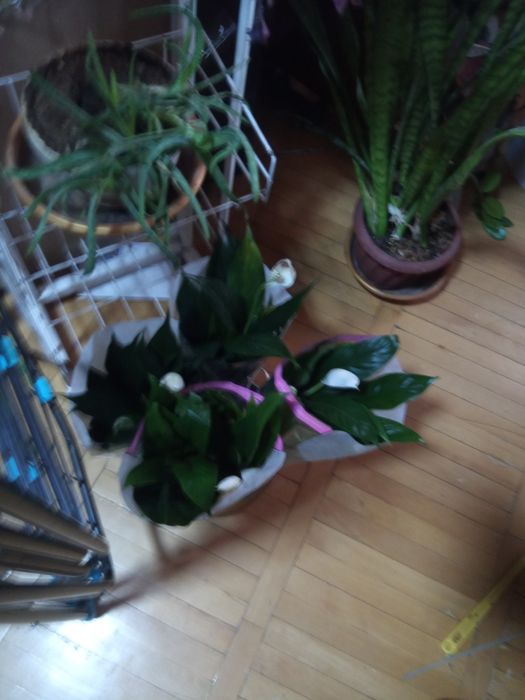 Продам Пальму.   .