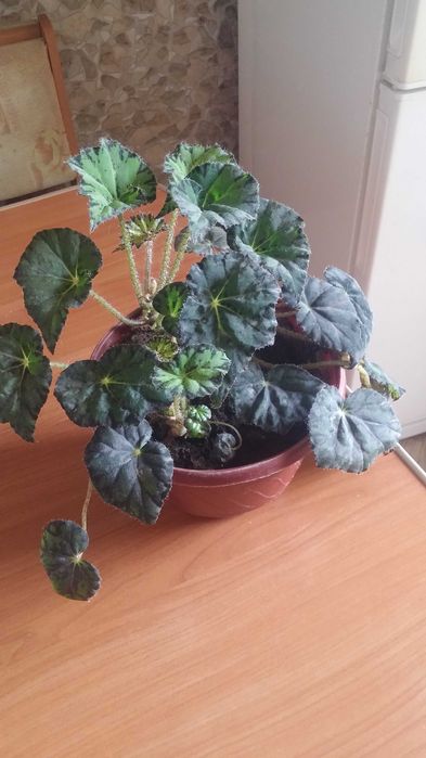 Комнатное растение бегония