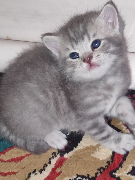 Продаётся кошки мама  с детьми