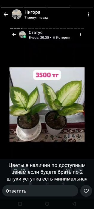 Продаётся домашние цветы