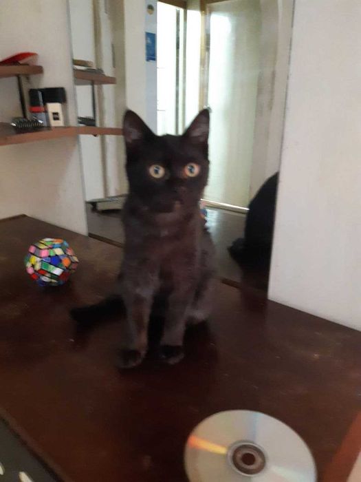 Котенок в добрые руки. Смотрите другие объявления автора