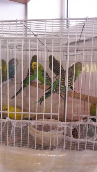 Попугаи волнистые