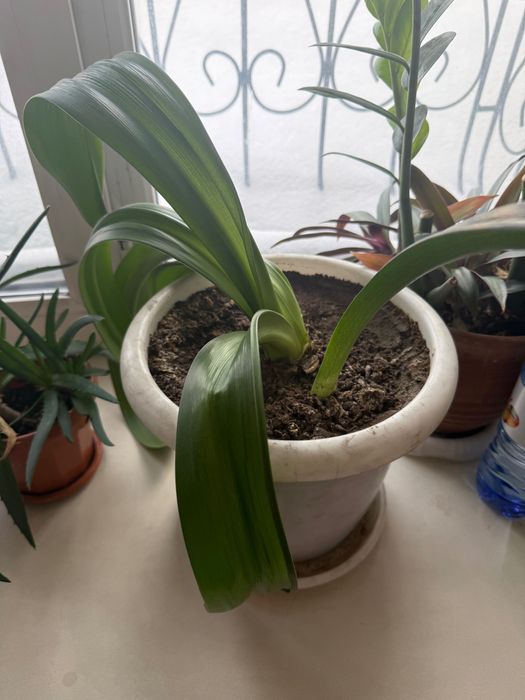 Продам комнатные цветы