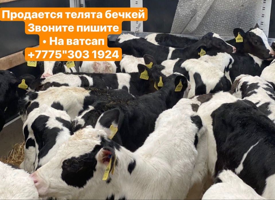 Продамтелят/мясо-молочного направления"хорошая…