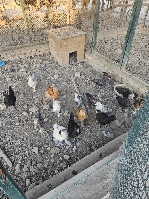 Chor bakr masjidiga Tovuq jo‘ja sesarka sotiladi