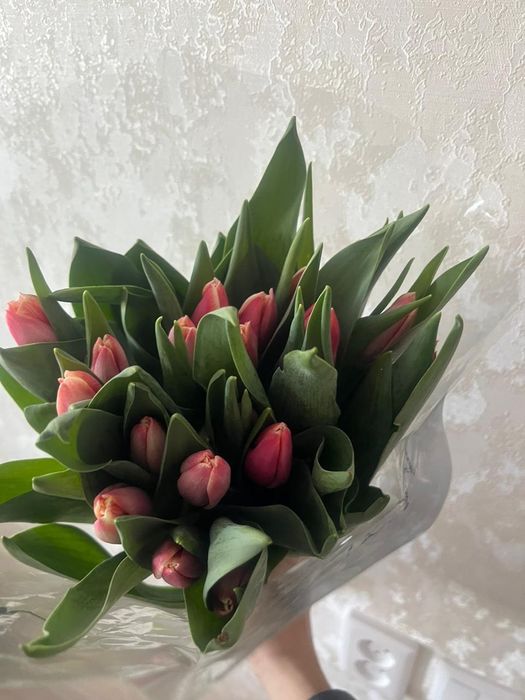 Тюльпаны от 500 тг