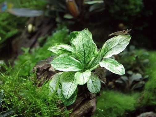 Anubias  nana Pinto – plantă rară, stoc limitat, doar 5 bucăți.