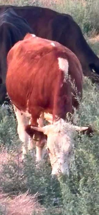Animale de curte vaci